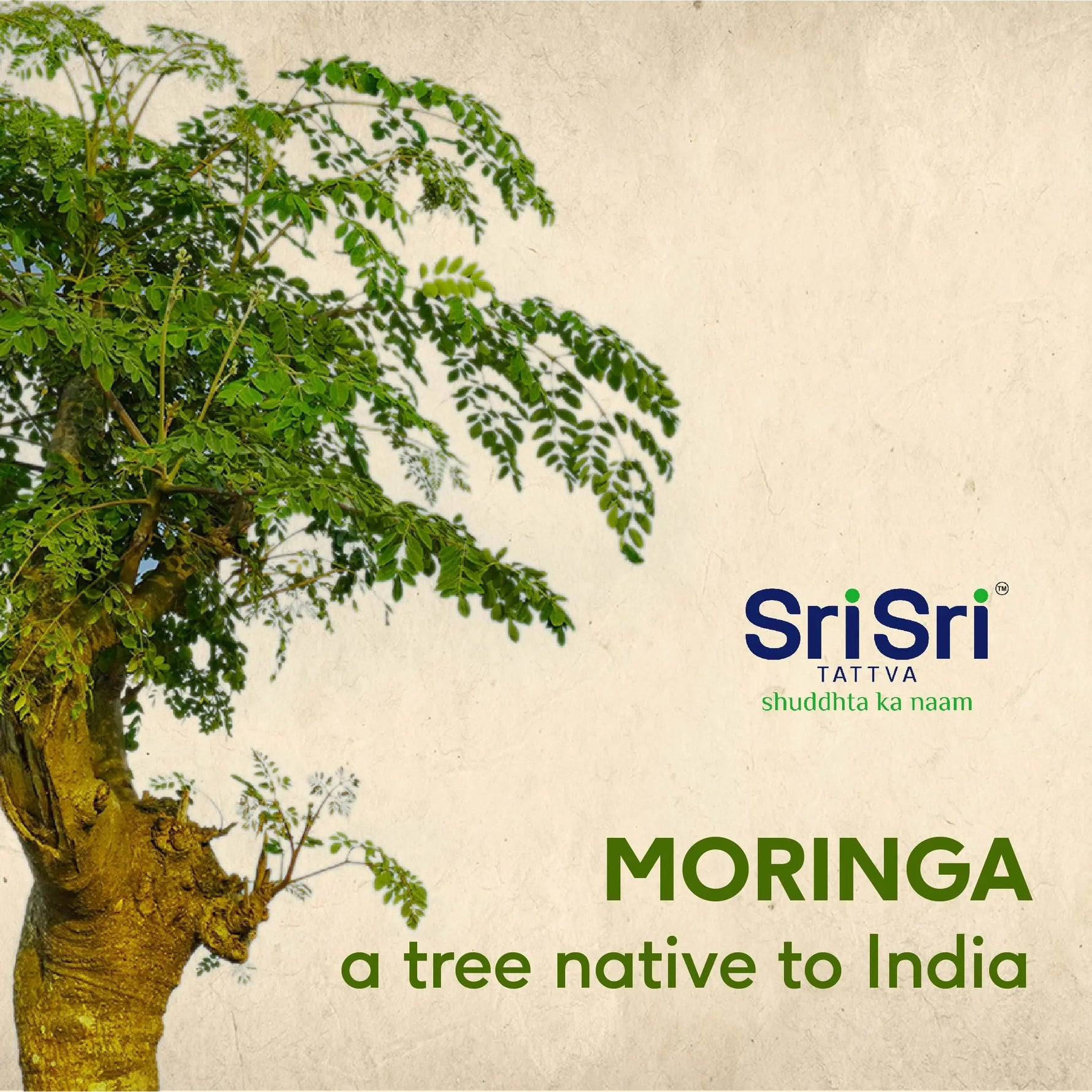 Moringa Powder, 100 g