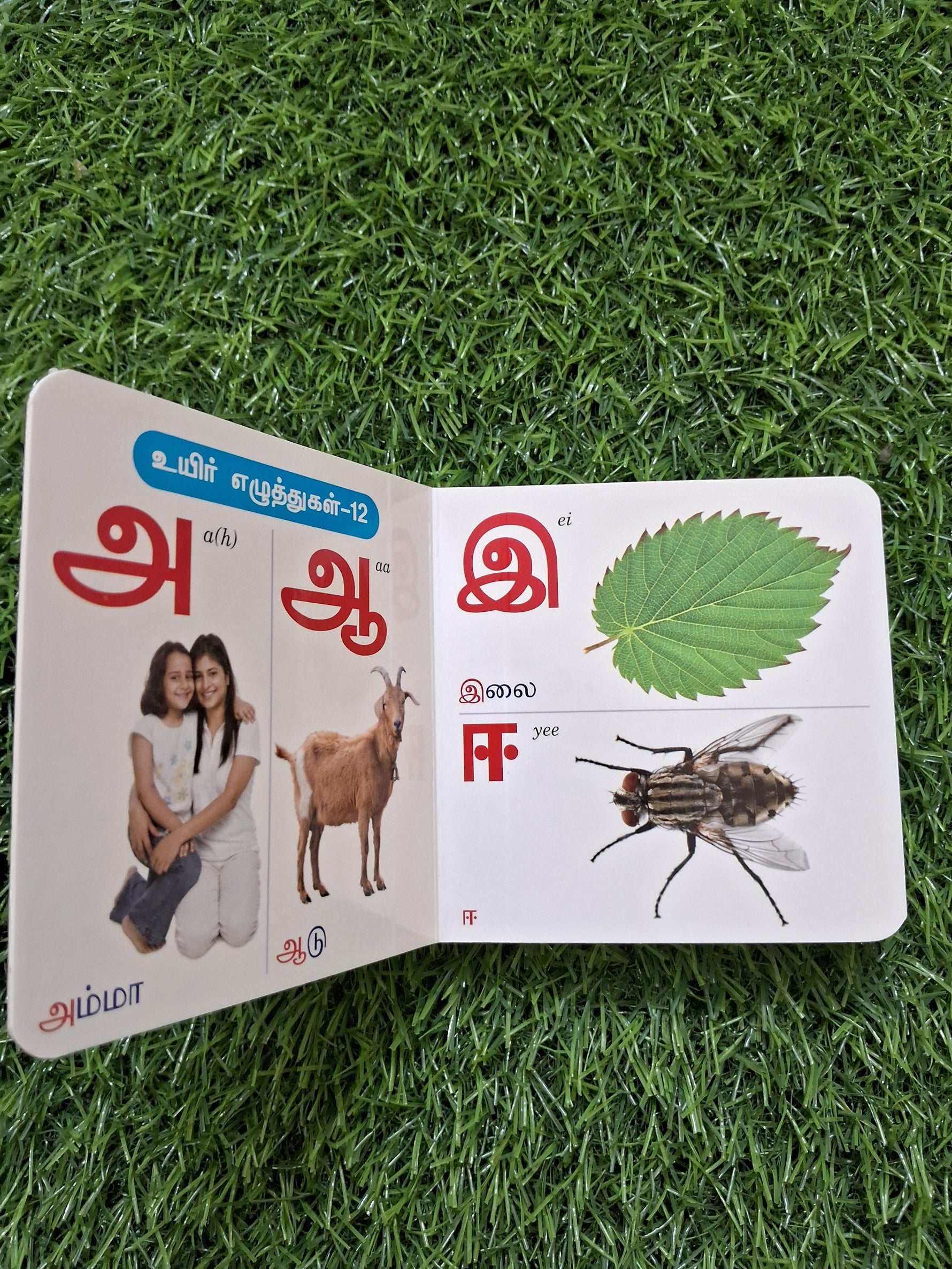 Tamil Arichuvadi - Little Board Book